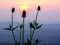 DSC08027                                                          "Sunset & Wild Flowers"